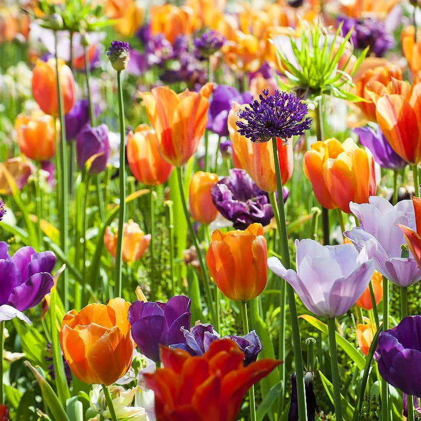 Vente de plus de 350 variétés de bulbes de tulipes pour votre jardin.