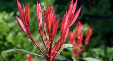 photinia