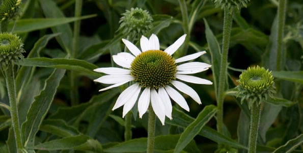 Les plantes  vivaces   floraison printani re En fleurs de 