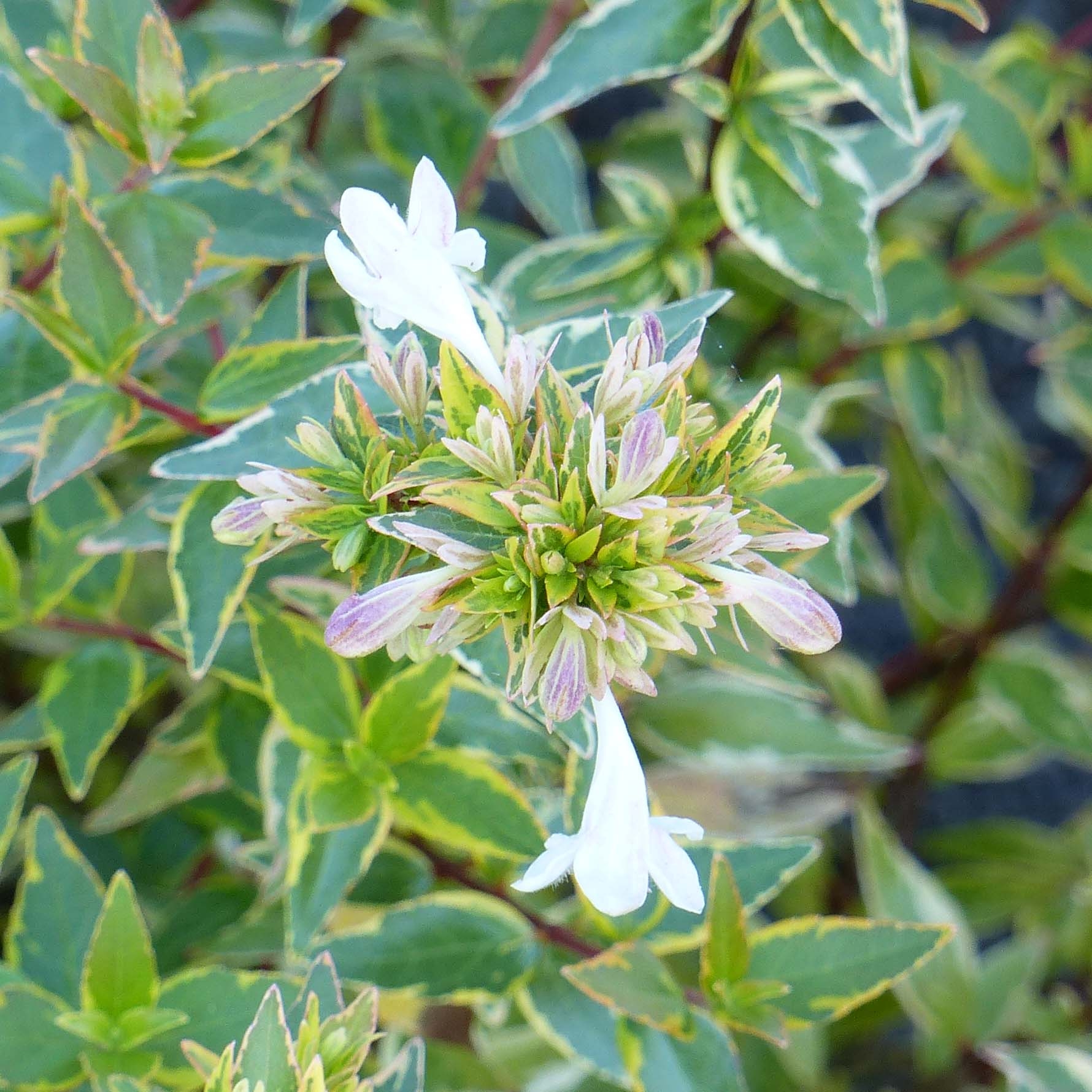 Bac à fleurs bois 60 x 21,5 Meleze - Happy Garden