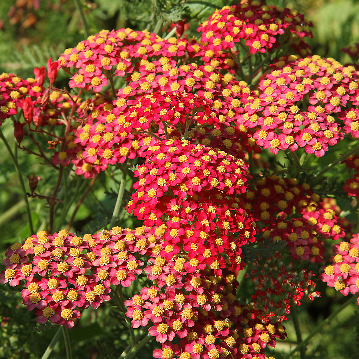 Achillea millefolium 'Paprika' - Achillée rouge paprika