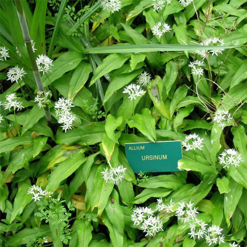 La Box des bulbes d'Ail des ours BIO à planter