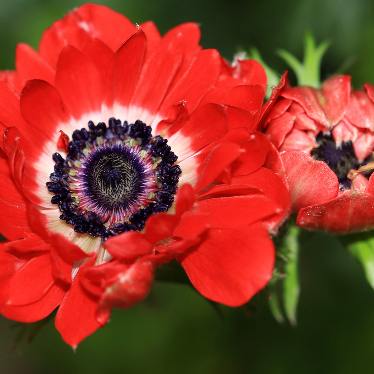 Anémone de Caen The Governor - Anémone des fleuristes rouge vif et blanc