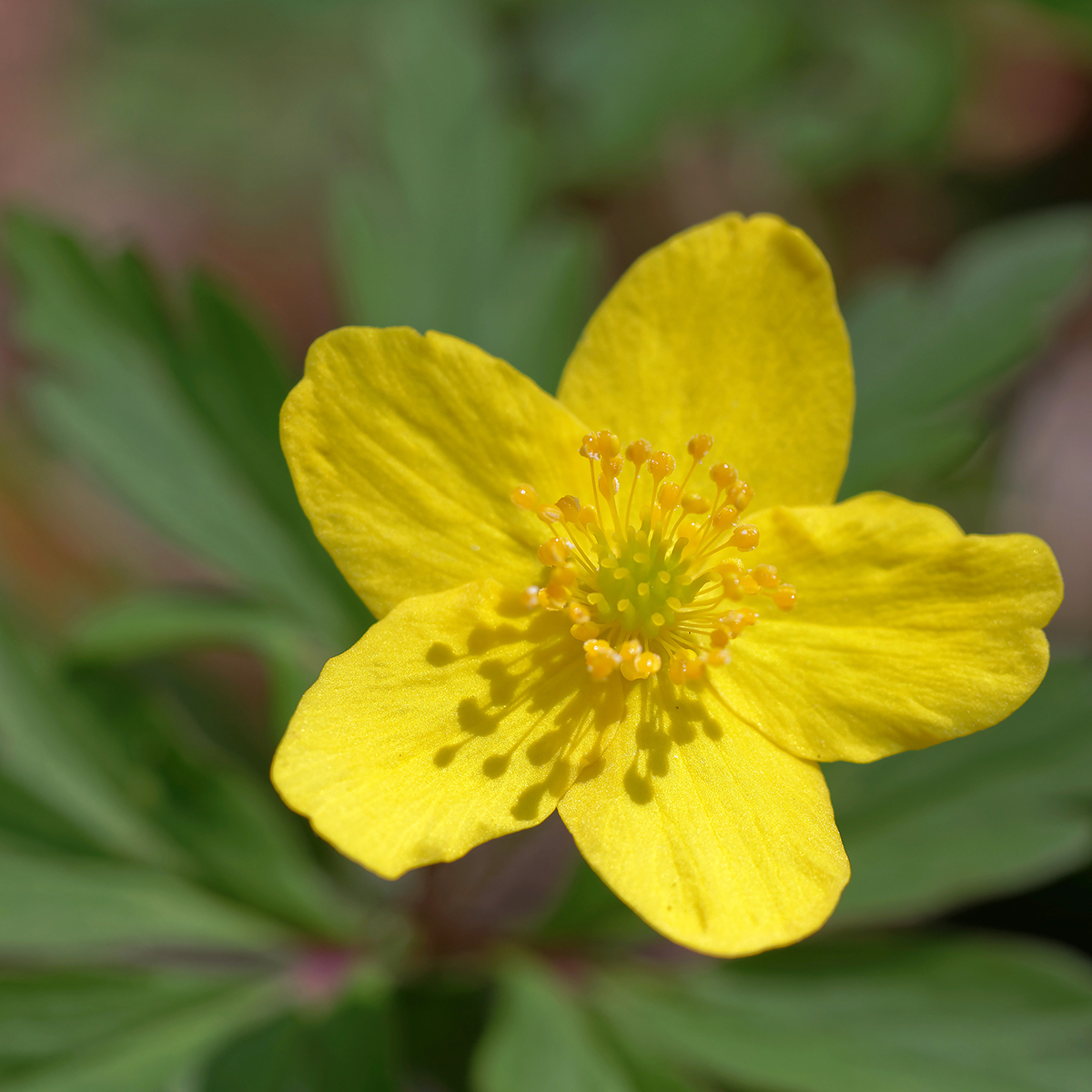 Anémone fausse Renoncule - Anemone ranunculoides, un tapis jaune dor