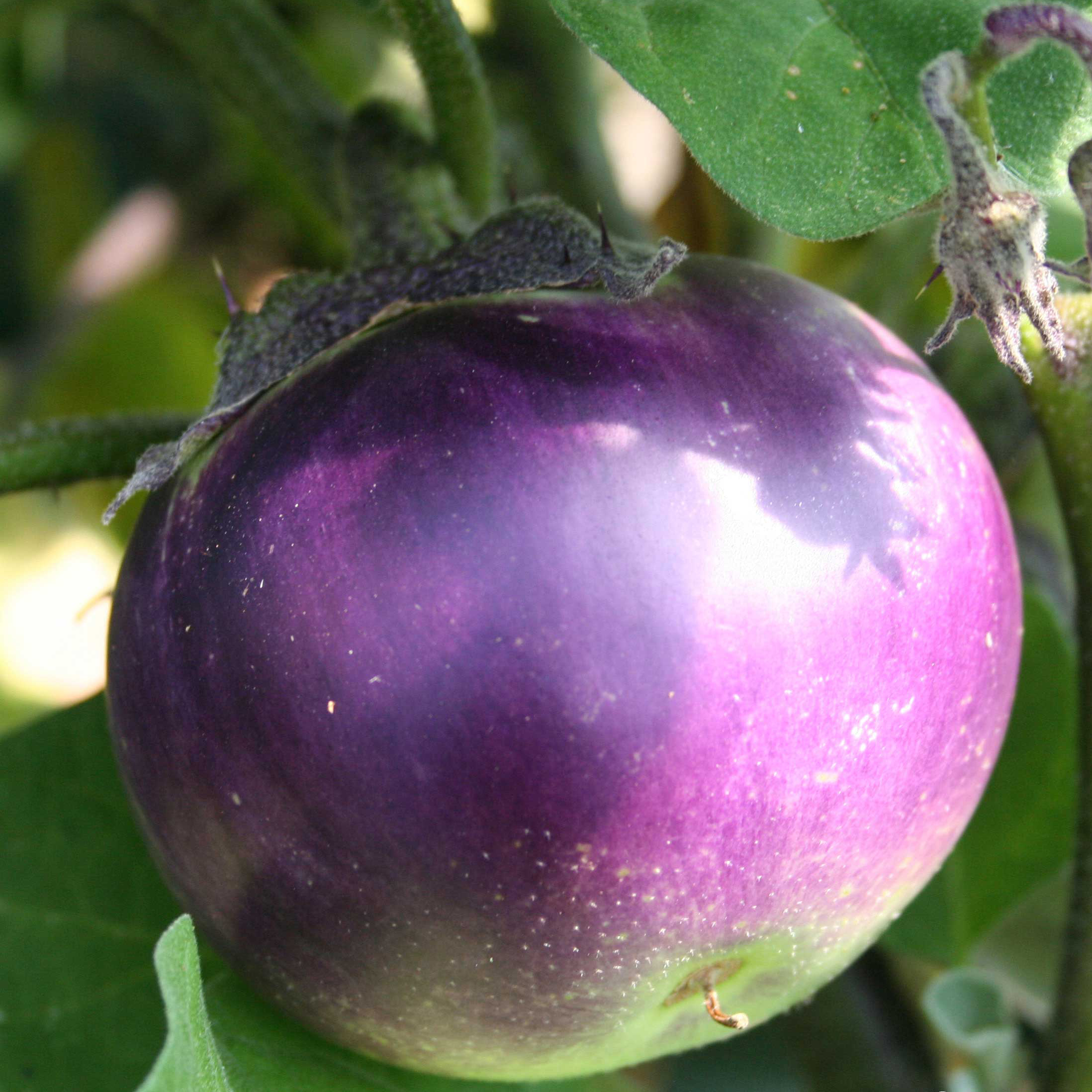 Graines d'Aubergine ronde de Valence