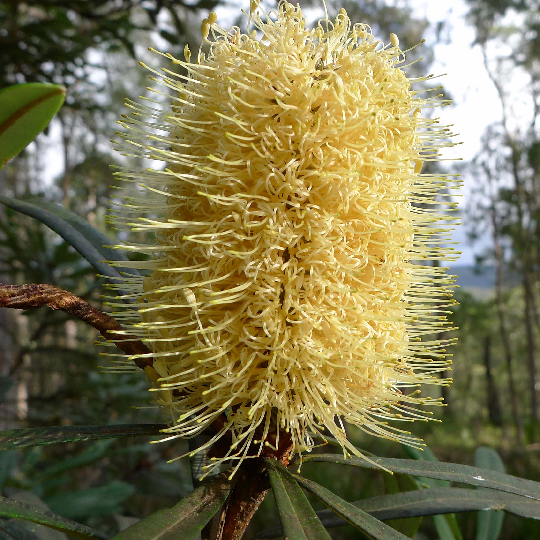 Banksia integrifolia - Banksia côtier - Arbuste persistant à floraison jaune