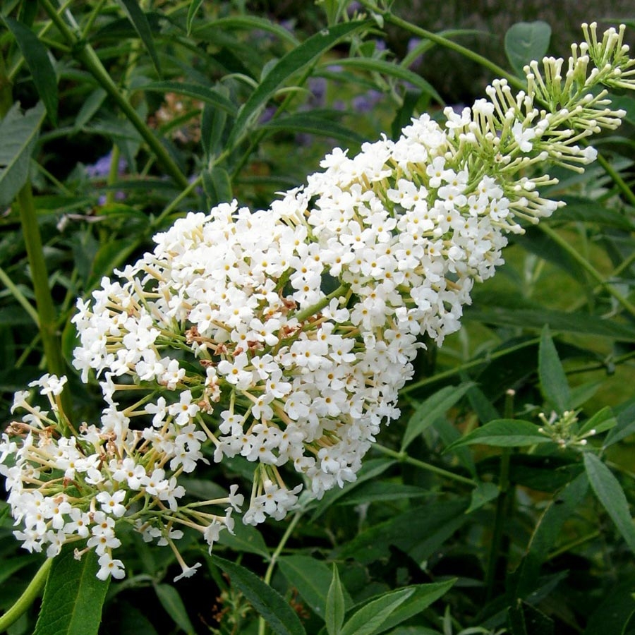 Garden ID - Tuteur métal papillon blanc L.20 x l.23 x H.98 cm