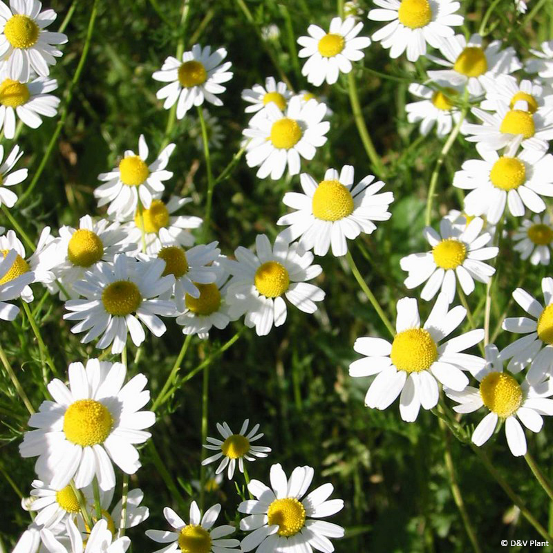 Camomille (Chamomilla recutita) - Lexique des plantes : Plantes médicinales  & herbes 