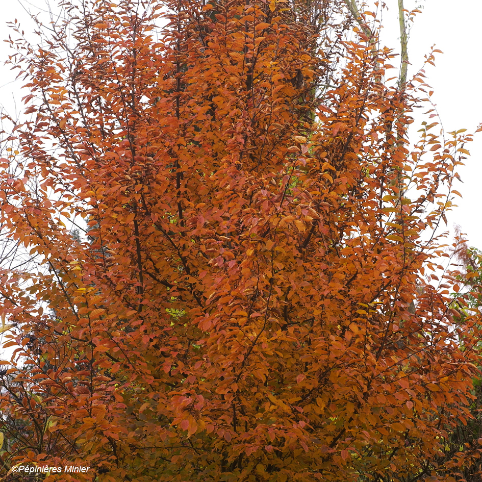 Carpinus betulus Orange Retz - Charme commun magnifique en automne