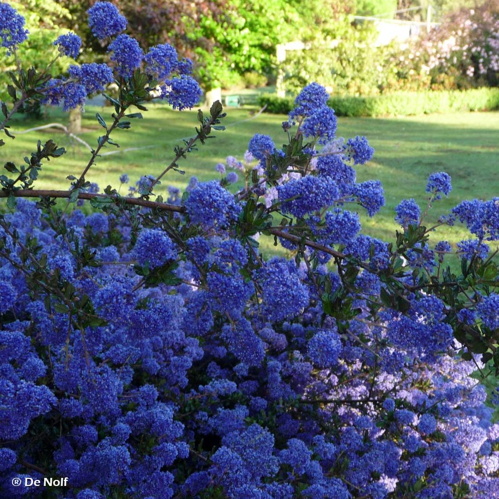 Verveine bleue (plant BIO) – Enracinés