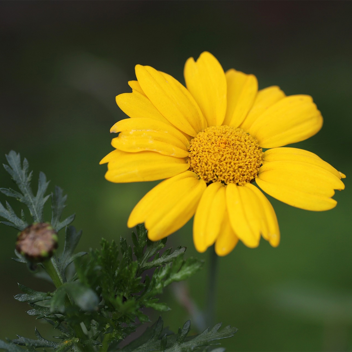 Chrysanthème des Moissons - Graines Bio - Ferme de Sainte Marthe