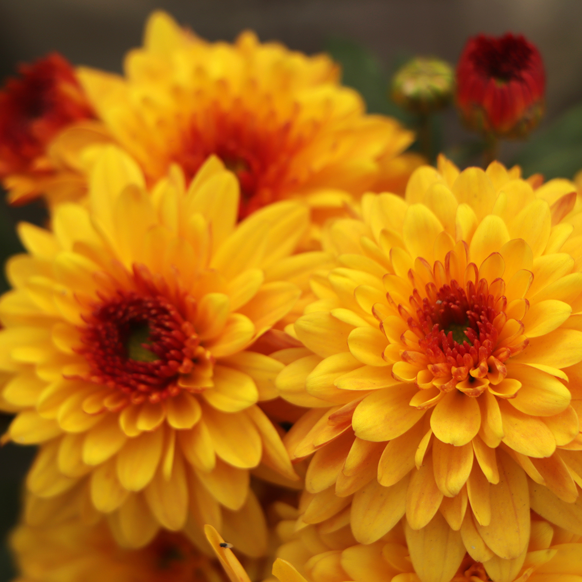 Chrysanthemum Bienchen - Chrysanthème des jardins compact aux petites  fleurs doubles jaune orangé