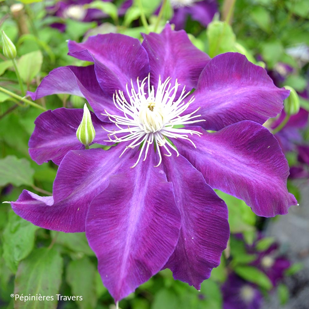 Clematis hayate