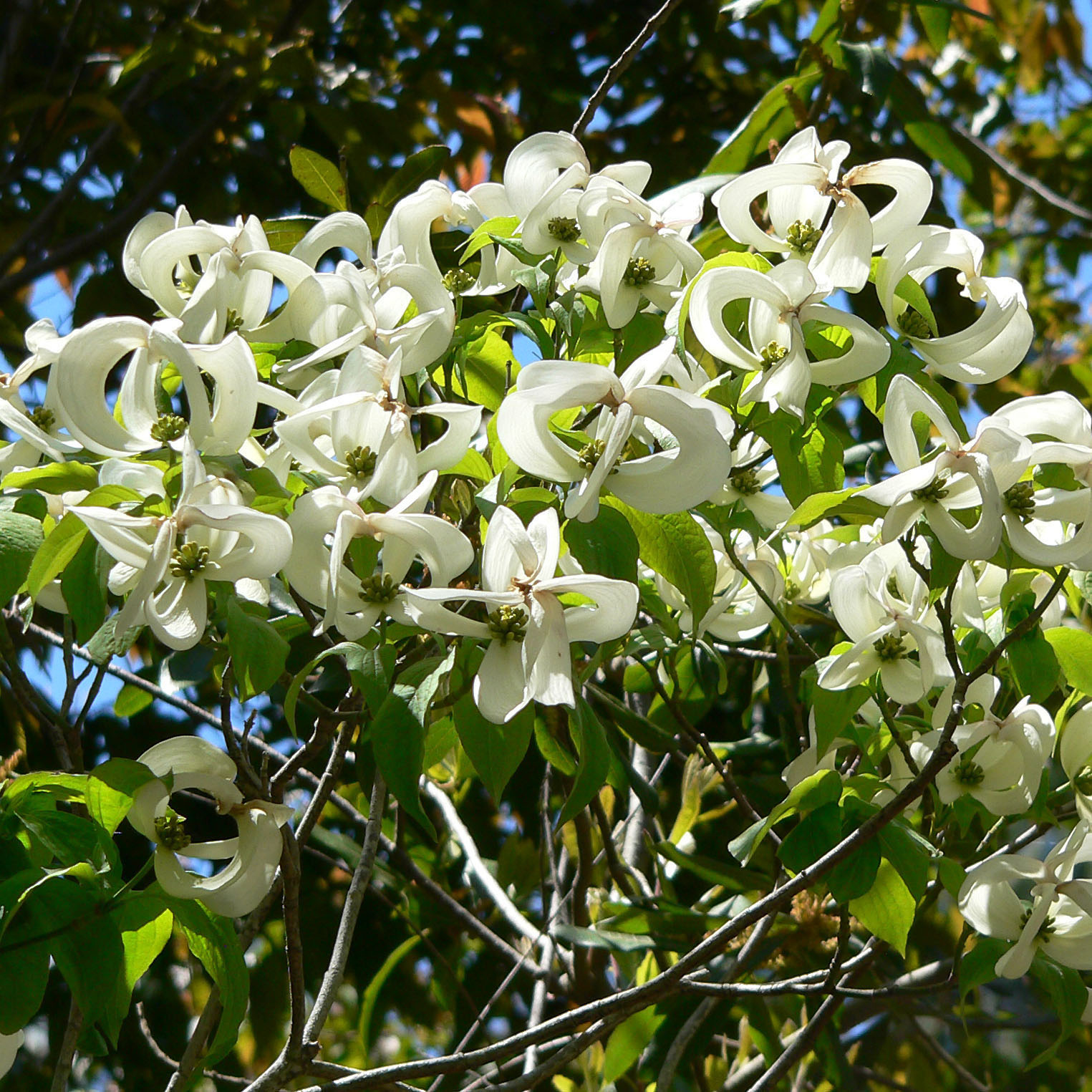 Duo Orchidée Phalaenopsis blanche et Crassula Ovata et leurs