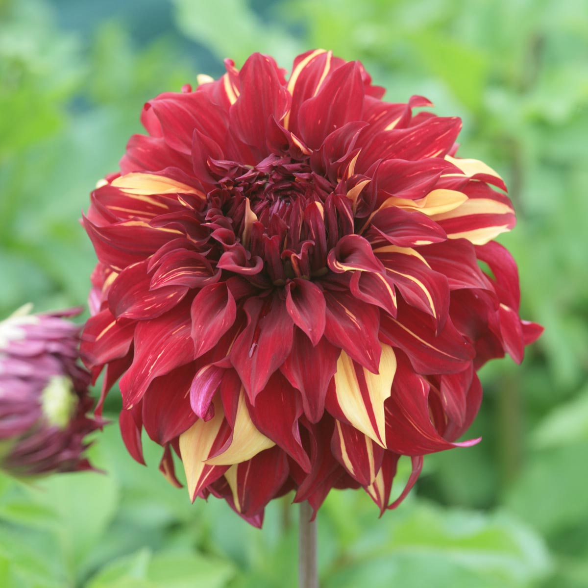 Dahlia (dec) 'Bohemian Spartacus' Sac de 10 pièces