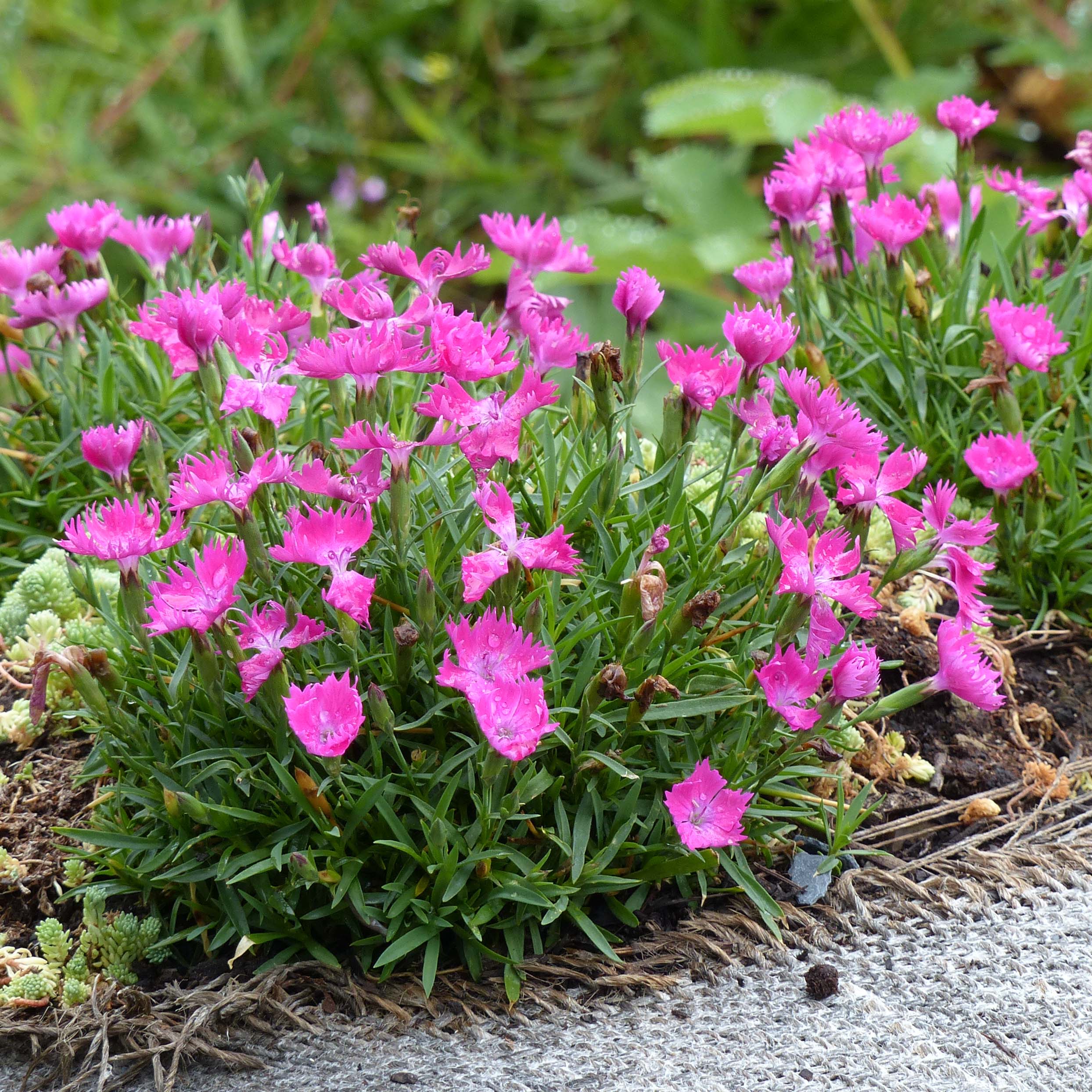 Dianthus gratianopolitanus Kahori - Œillet de pentecôte à fleurs rose  carmin très parfumées