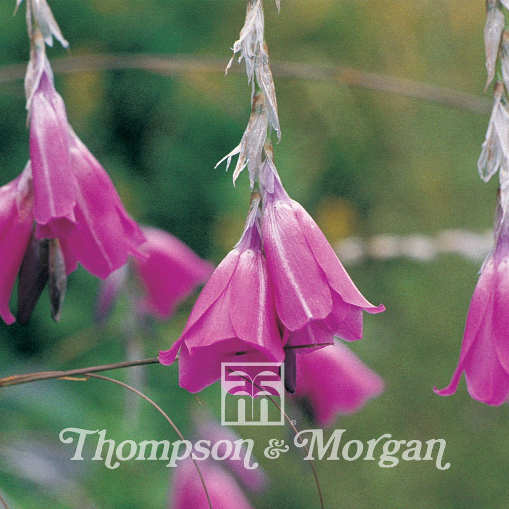 Dierama pulcherrimum 'Slieve Donard