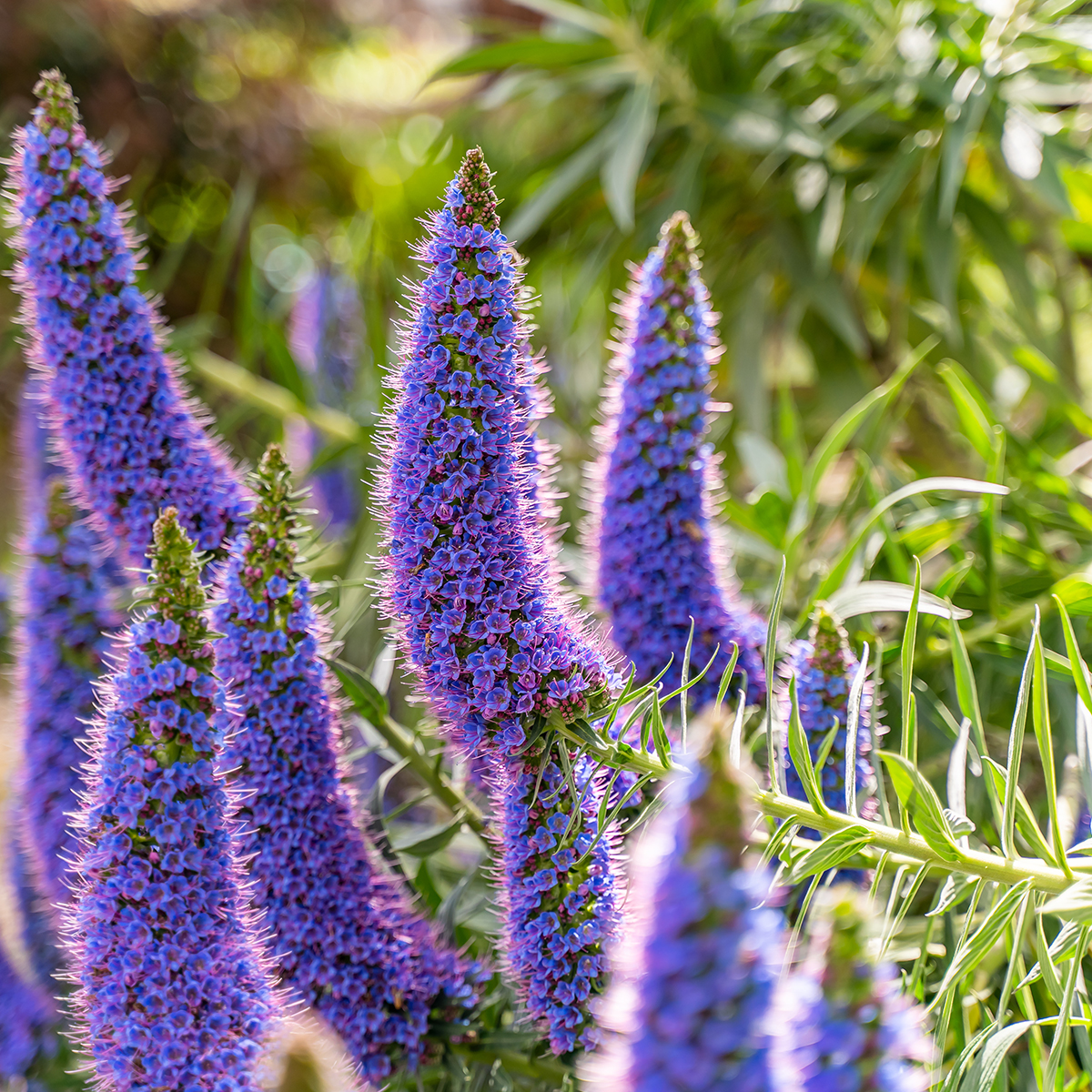 Echium candicans (fastuosum) - Vipérine de Madère, vivace arbustive  spectaculaire pour jardins tempérés.