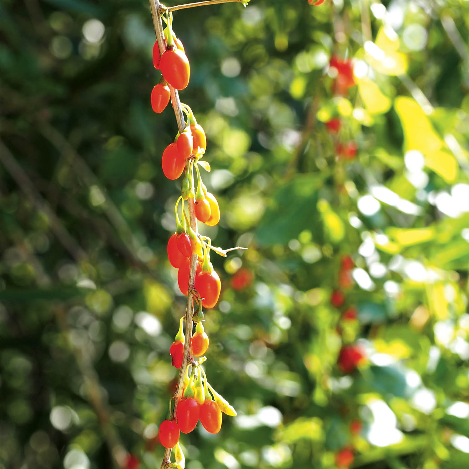 Goji Sweet Lifeberry® - Lycium barbarum à baies allongées et sucrées