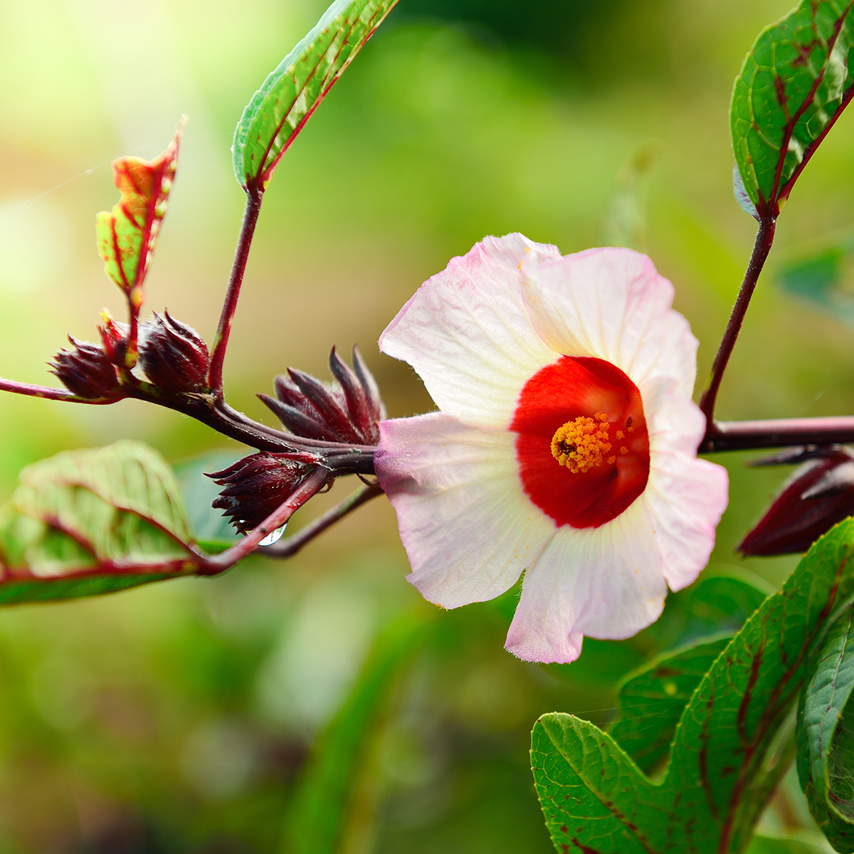 Bissap bio (hibiscus sabdariffa), pour infusion froide, afrique