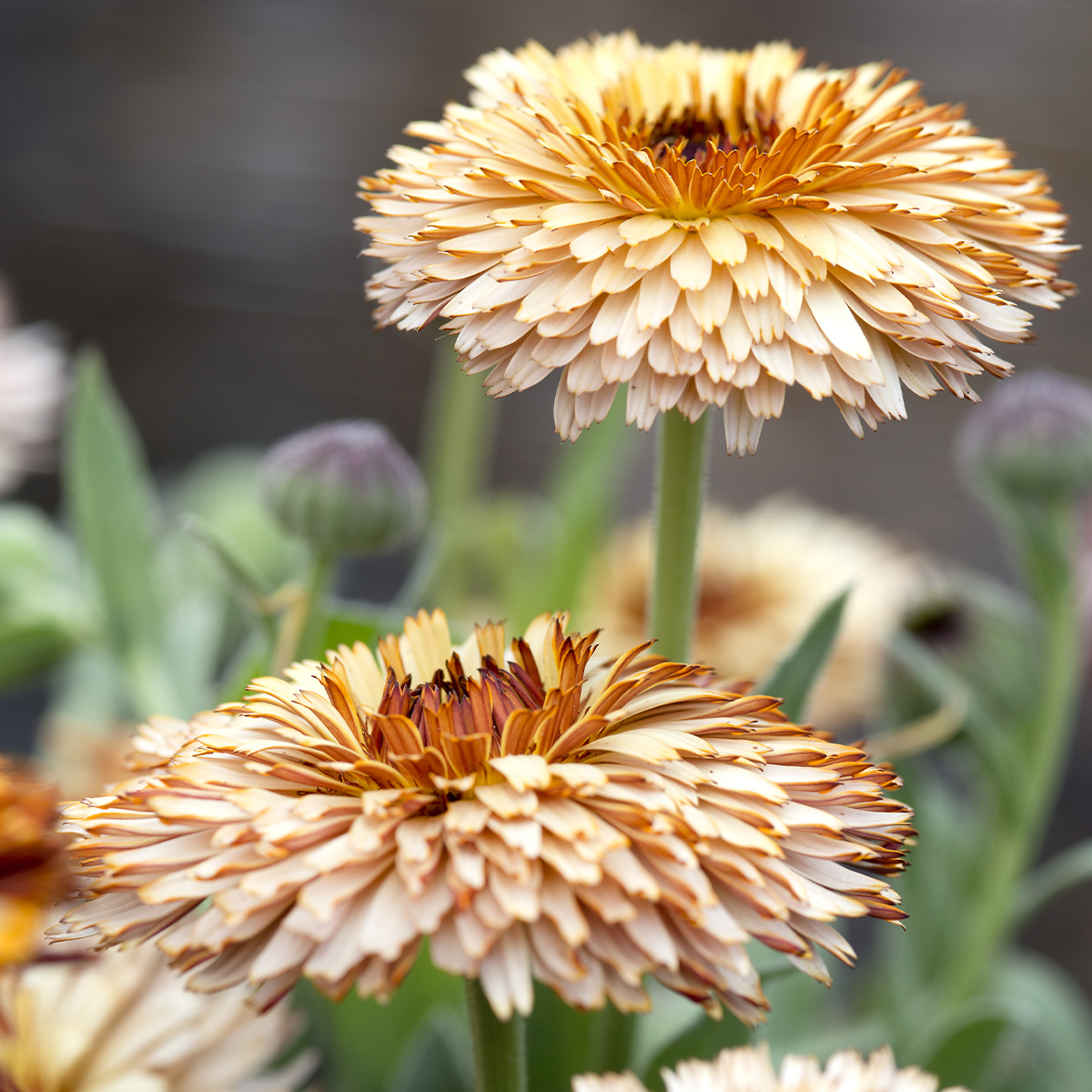 Calendula officinalis 'Pink Surprise' (Pot Marigold)