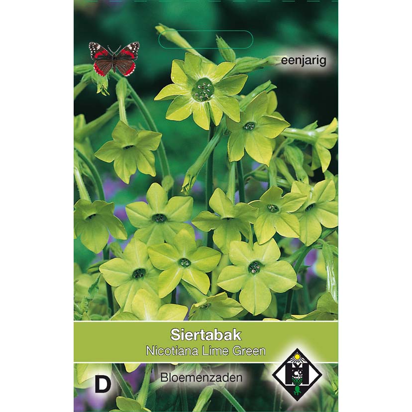 Nicotiana sylvestris – Grand tabac d'ornement 600 graines
