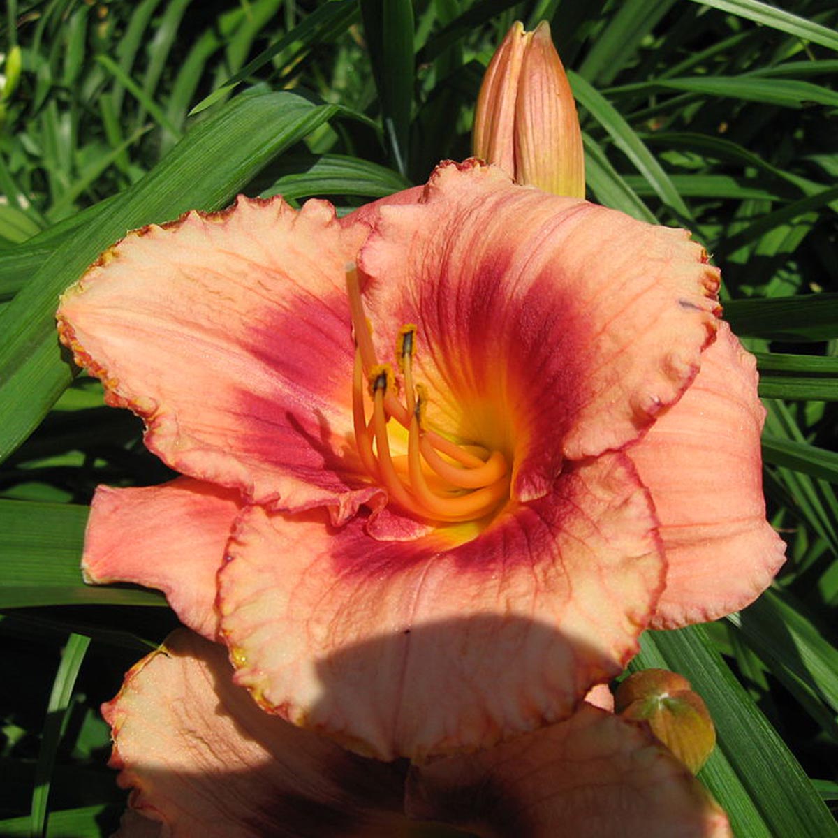 Hémérocalle Strawberry Candy - Hemerocallis - Des fleurs rose