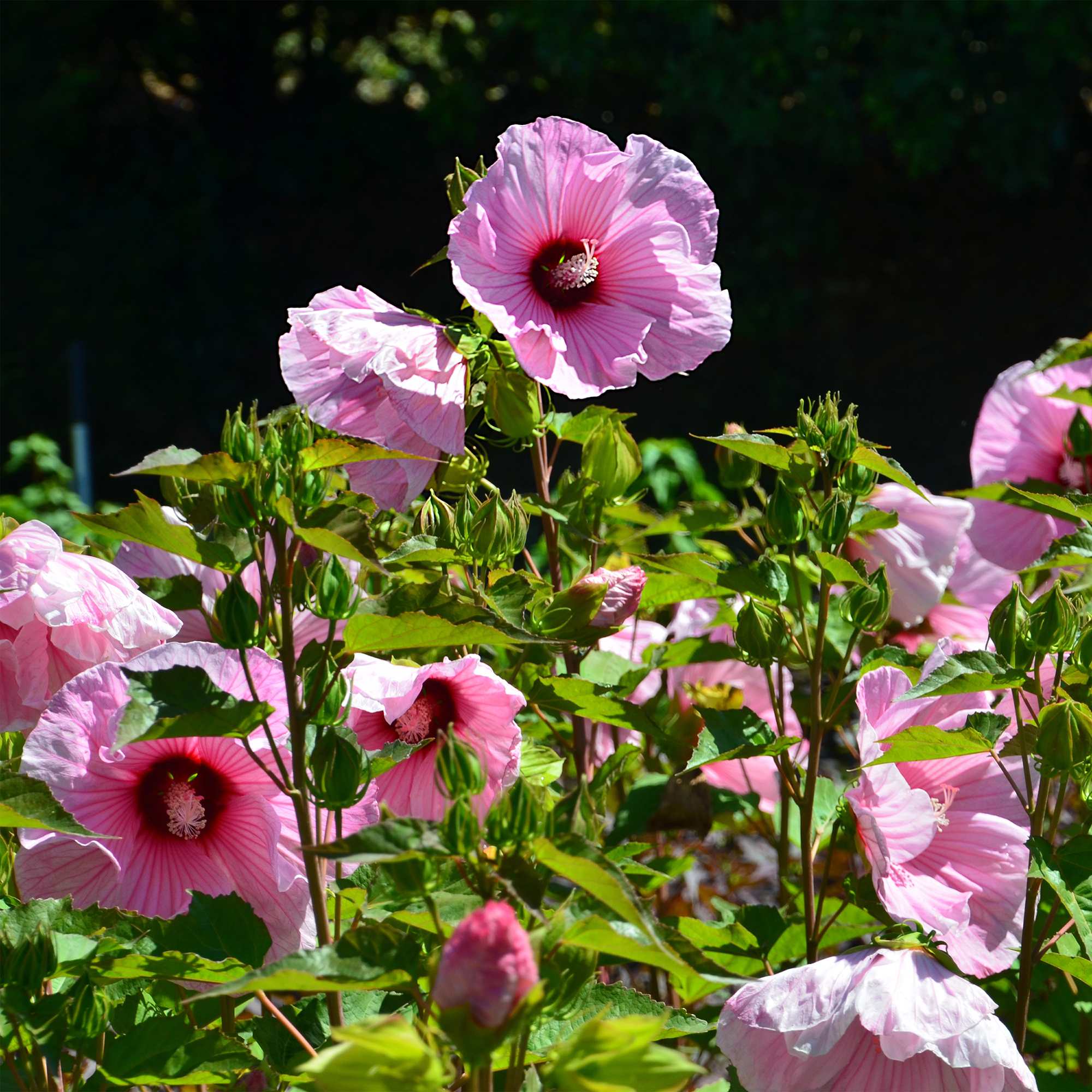 Sol Oven Mitt - Hibiscus