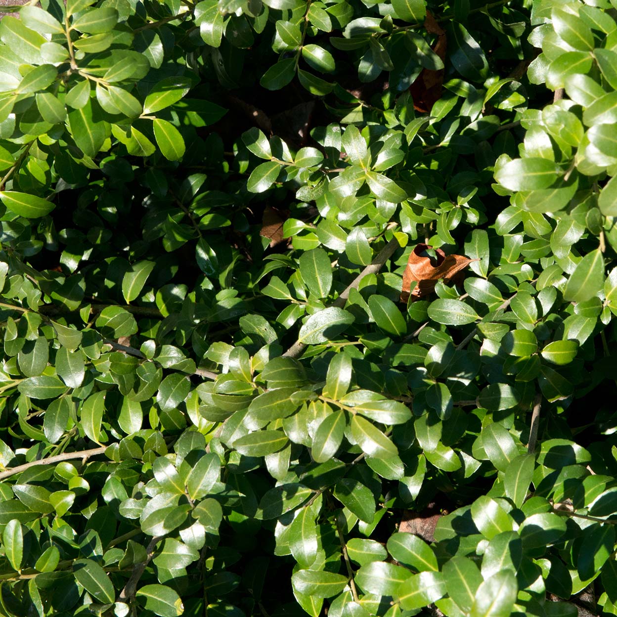 Panier Comporta - Noir pour grande plante d'intérieur – La Green Touch