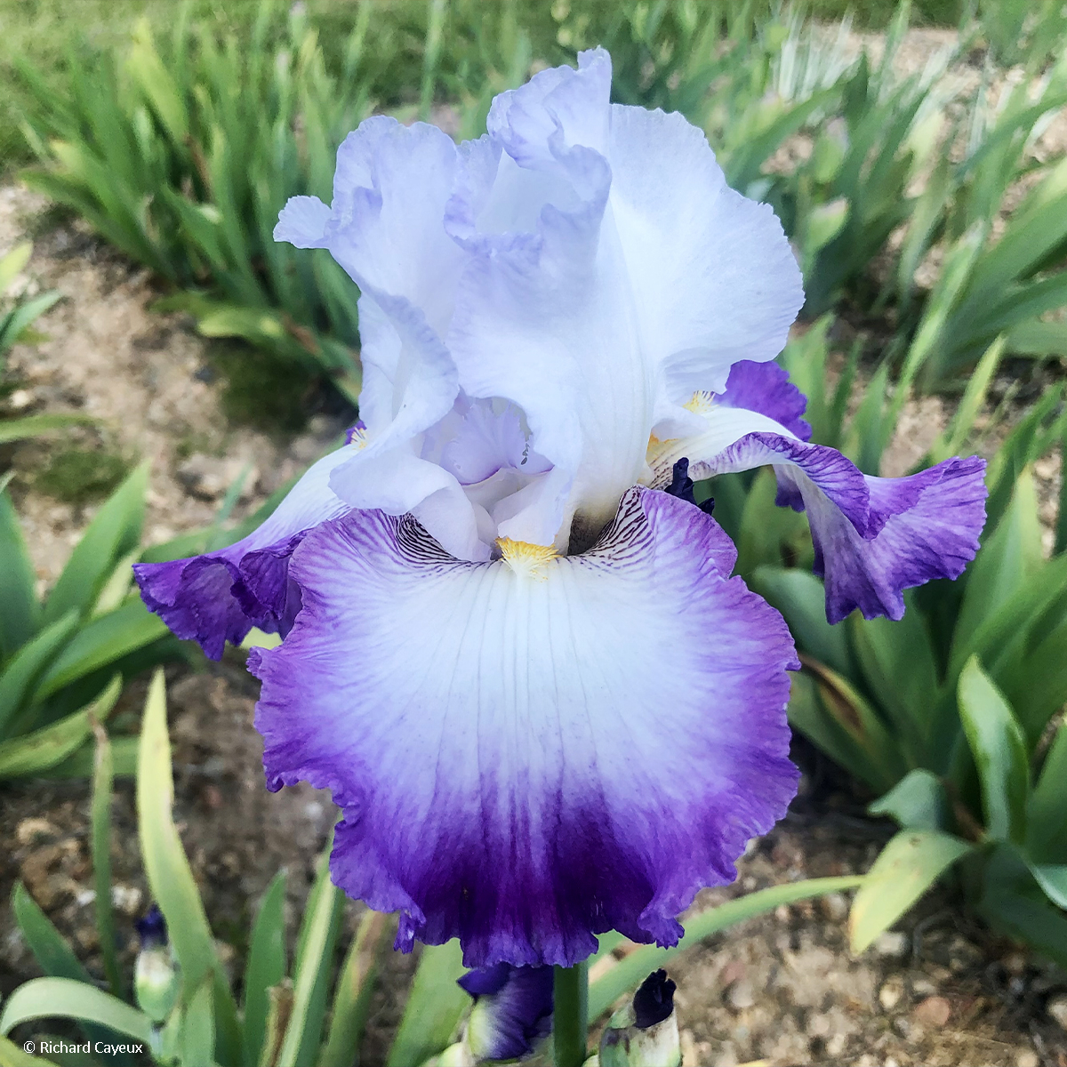 Iris unguicularis 'Blanc