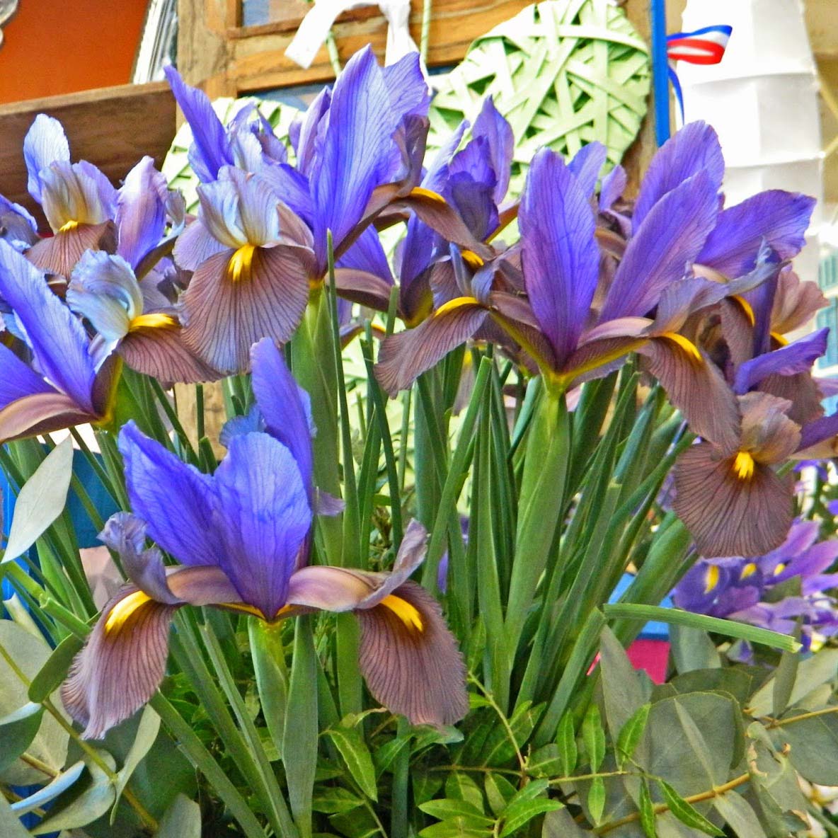 Iris hollandica Saturnus Fleurs De France