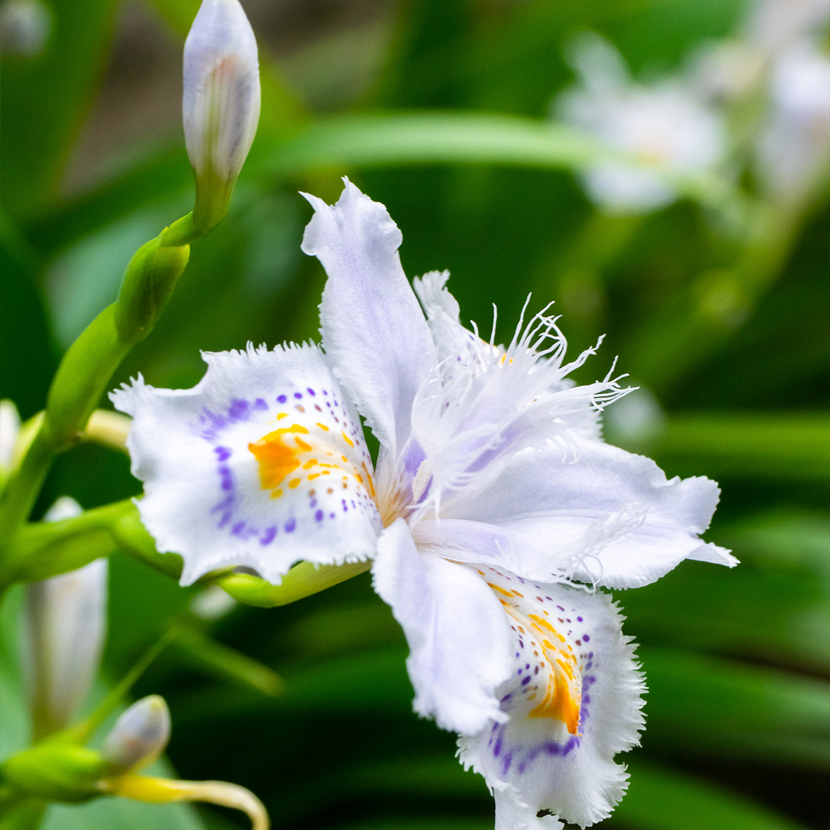 Plant d'Iris du Japon à fleur blanche - Pépinière des Carlines