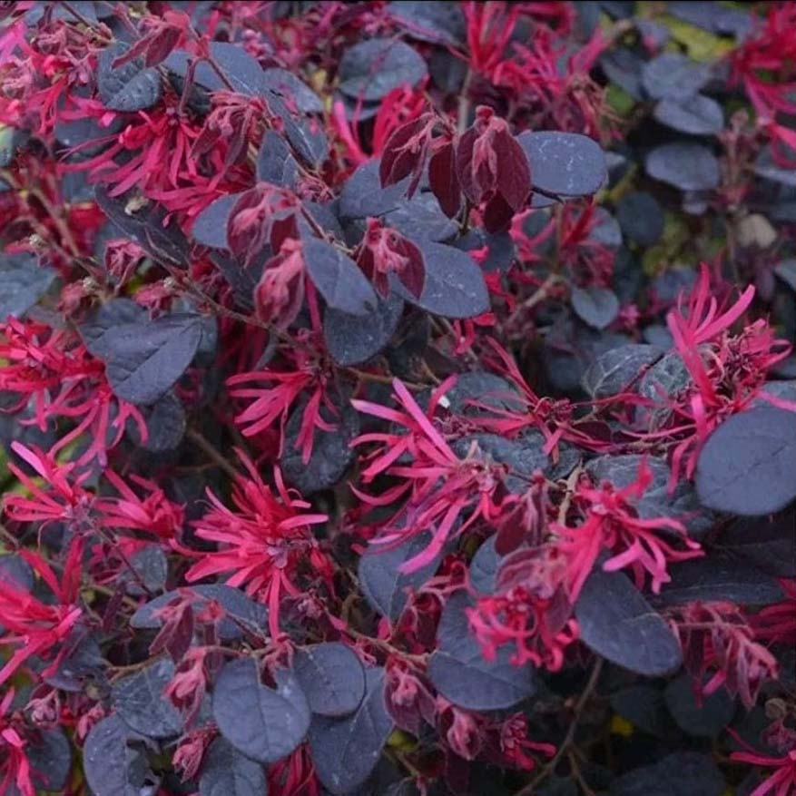 Loropetalum chinense Black Pearl - Loropétale compact à feuillage