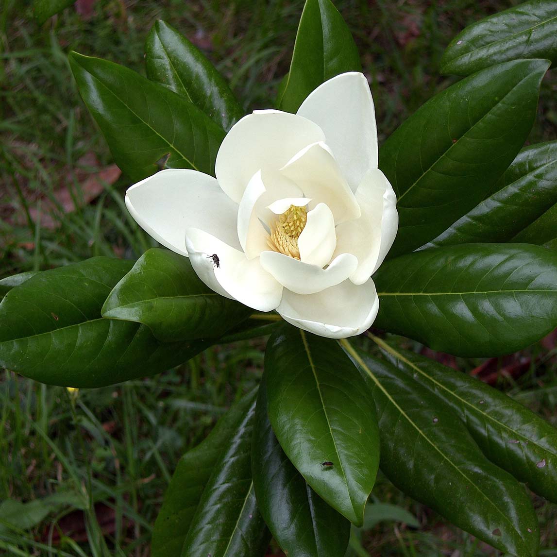 Magnolia grandiflora Ferruginea - Magnolia à grandes fleurs blanc-crème