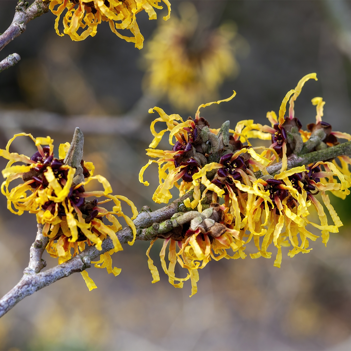 HAMAMELIS mollis 'Pallida' Noisetier de Sorcière - Arbuste