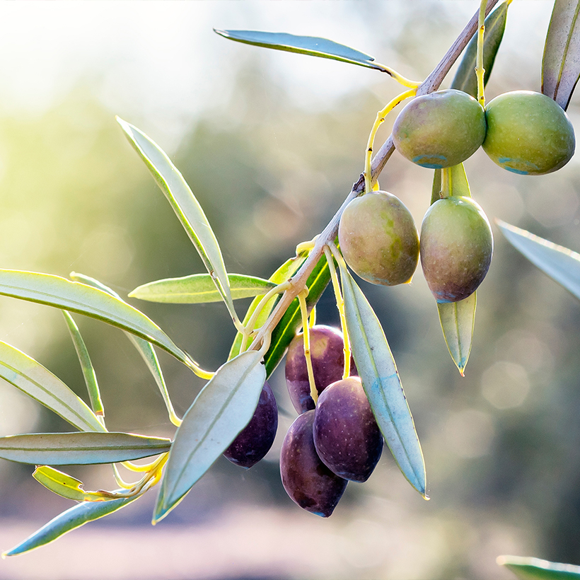 Olives vertes entières CARREFOUR CLASSIC