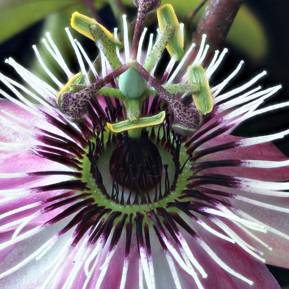 Passiflore : Bienfaits passiflora homéopathie