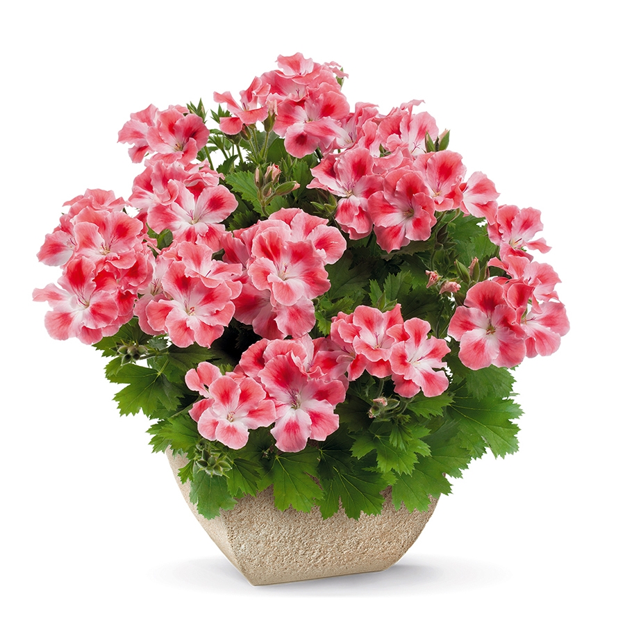 Géranium Candy Flowers Peach Cloud - Pelargonium compact