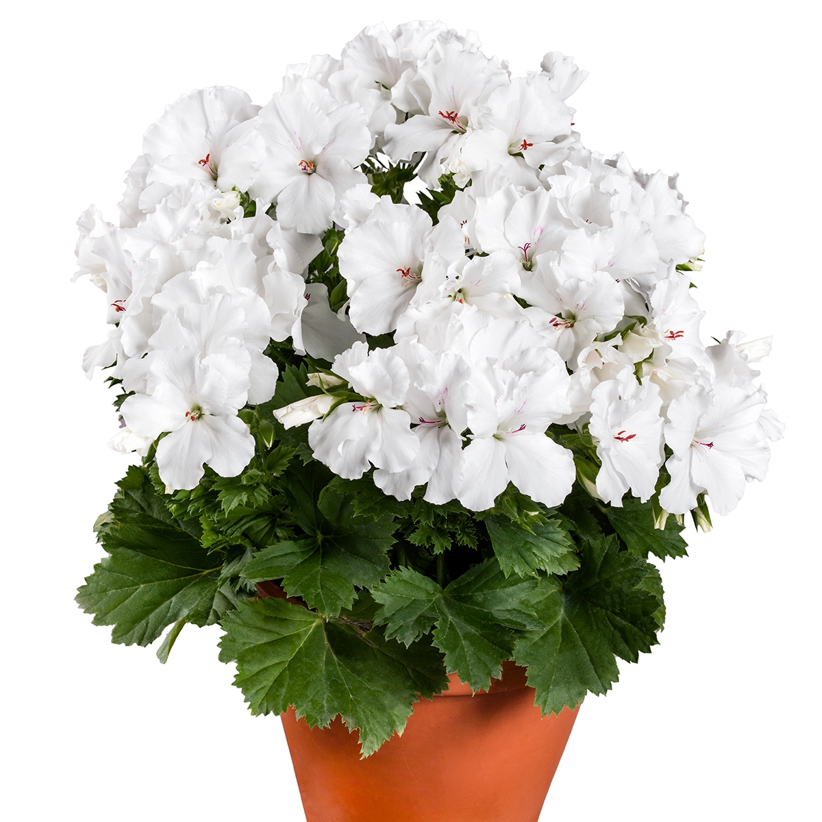 Géranium Candy Flowers White - Pelargonium compact, florifère