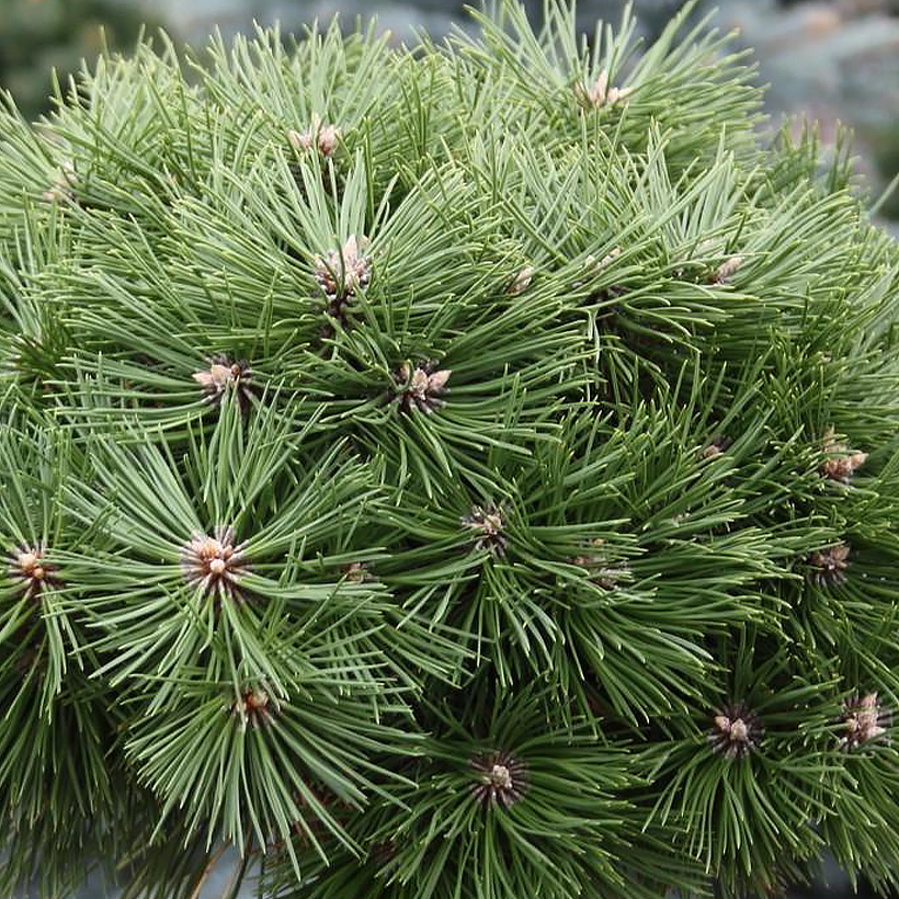 Comment récolter les pignons de pin ? - Promesse de Fleurs