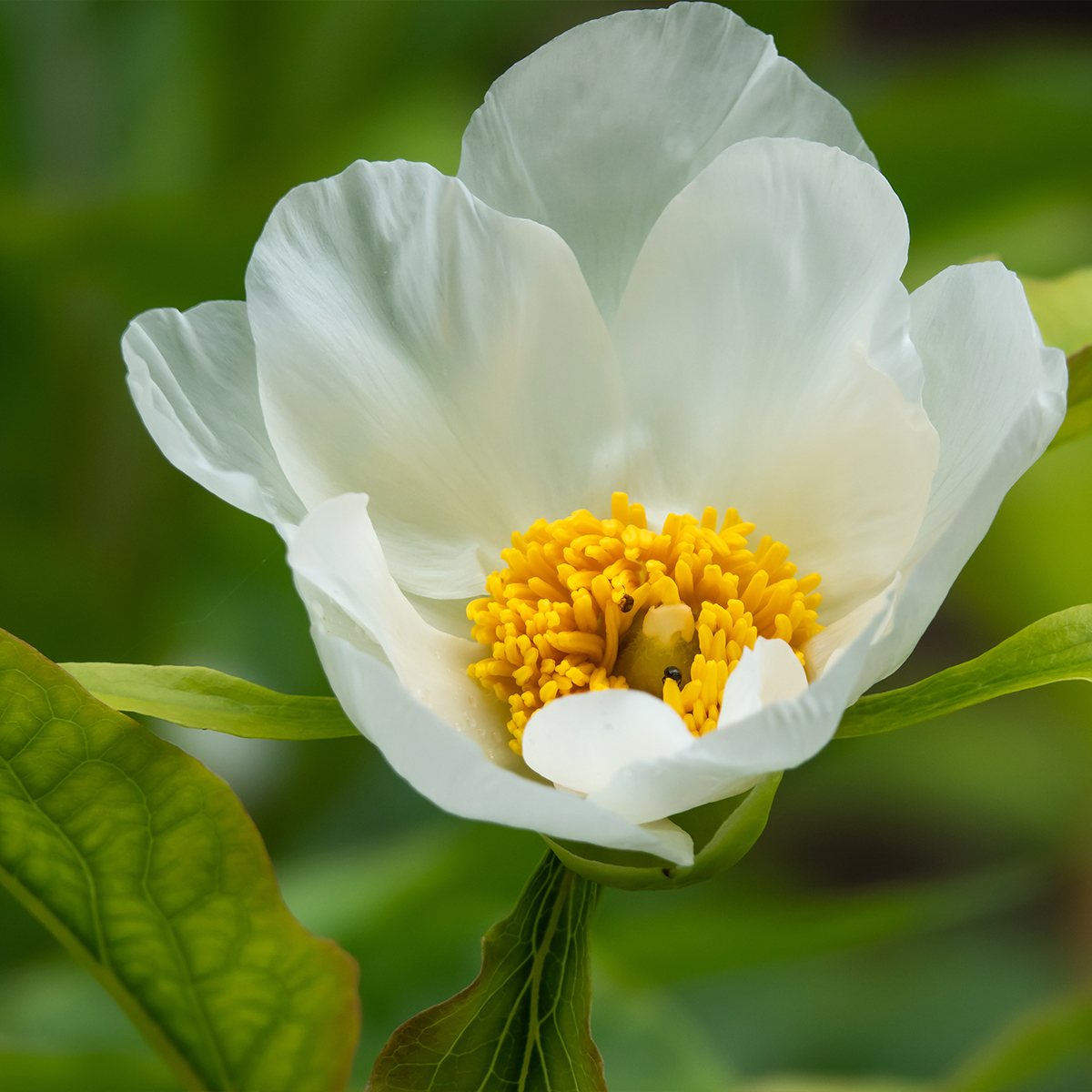 Pivoine emodi Late Windflower - Pivoine botanique à fleurs simples blanches  à cœur jaune