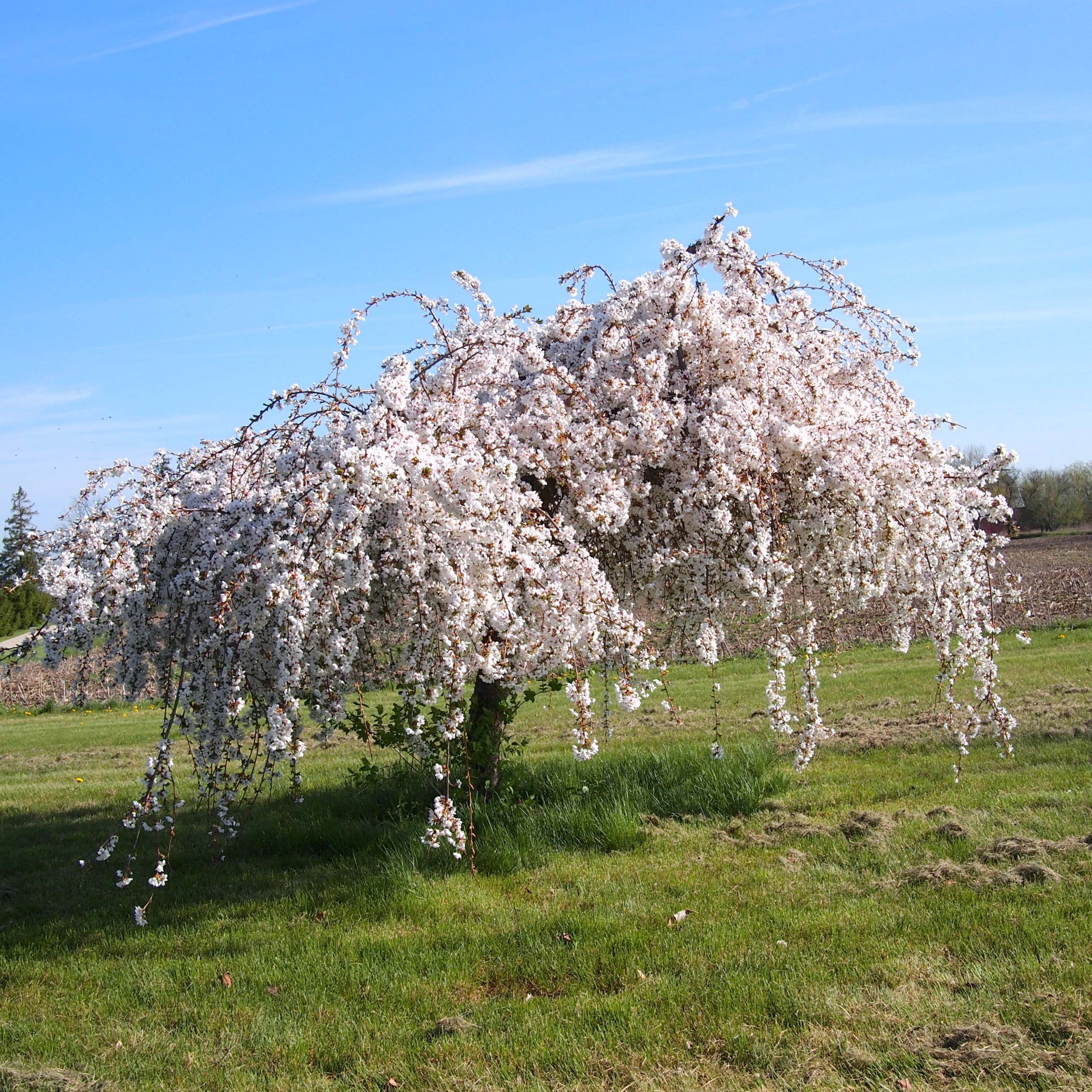 Cerisier pleureur : espèces, variétés, conseils de culture
