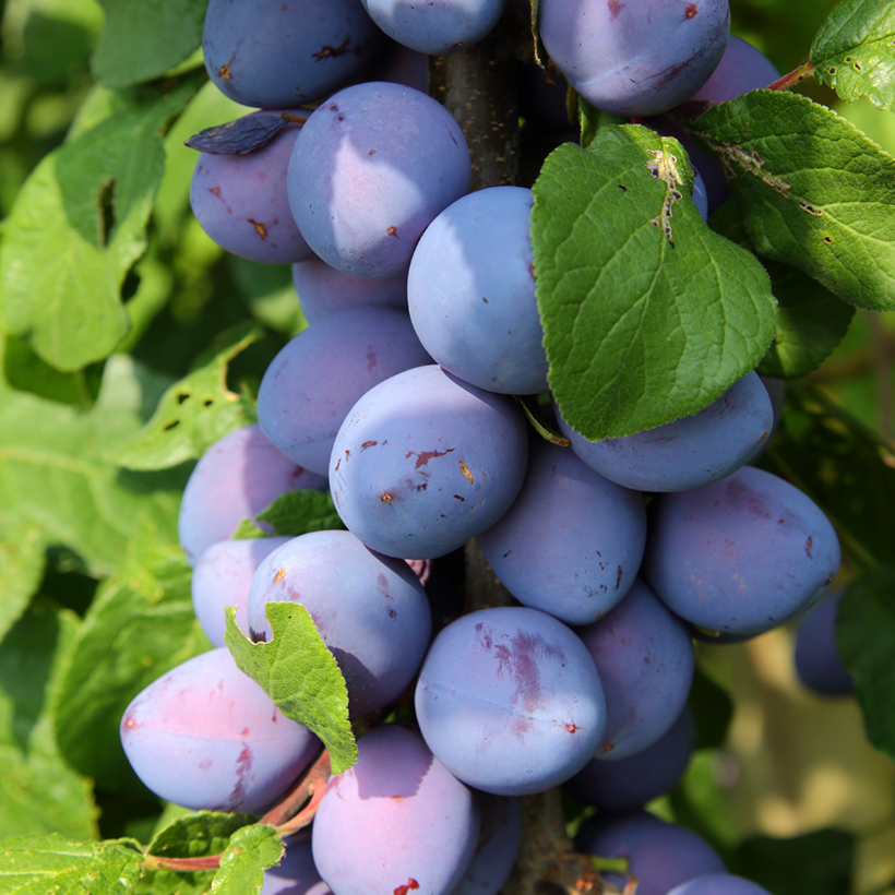 Baie rose du Brésil - Sun Fruit - Produit frais et locaux