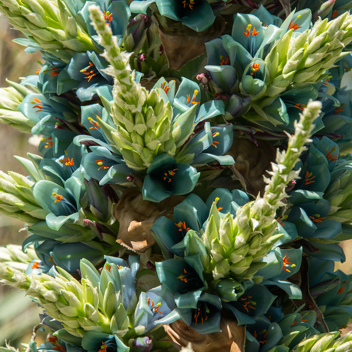 アナナス プヤ・アルペストリス Puya alpestris サファイアタワー - 植物/観葉植物