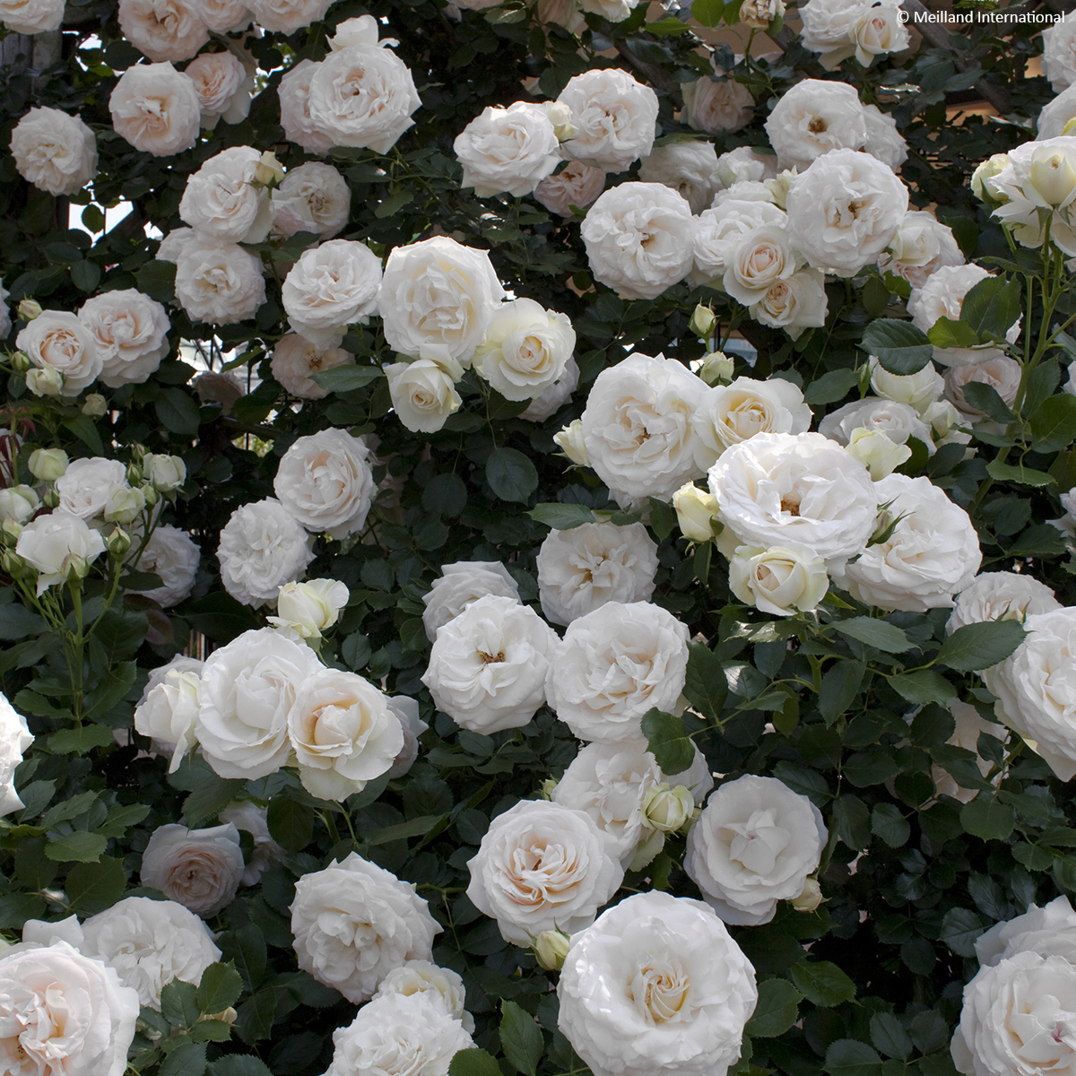 Rosier grimpant Palais Royal Meiviowit - Variation à fleurs blanches du  célèbre rosier Pierre de Ronsard