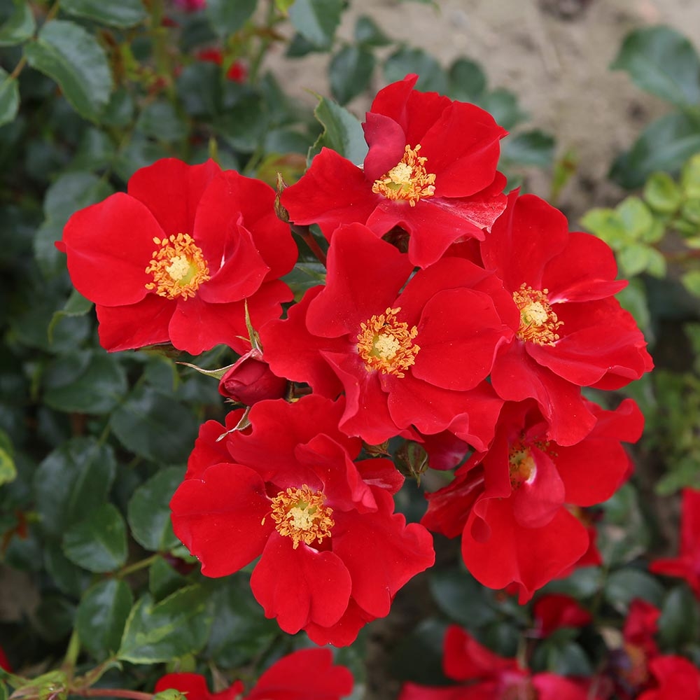 Poils Collants D'une Plante De Rosée Solaire Dans Wilmot New Hampshire  Image stock - Image du nord, glandulaire: 277935843