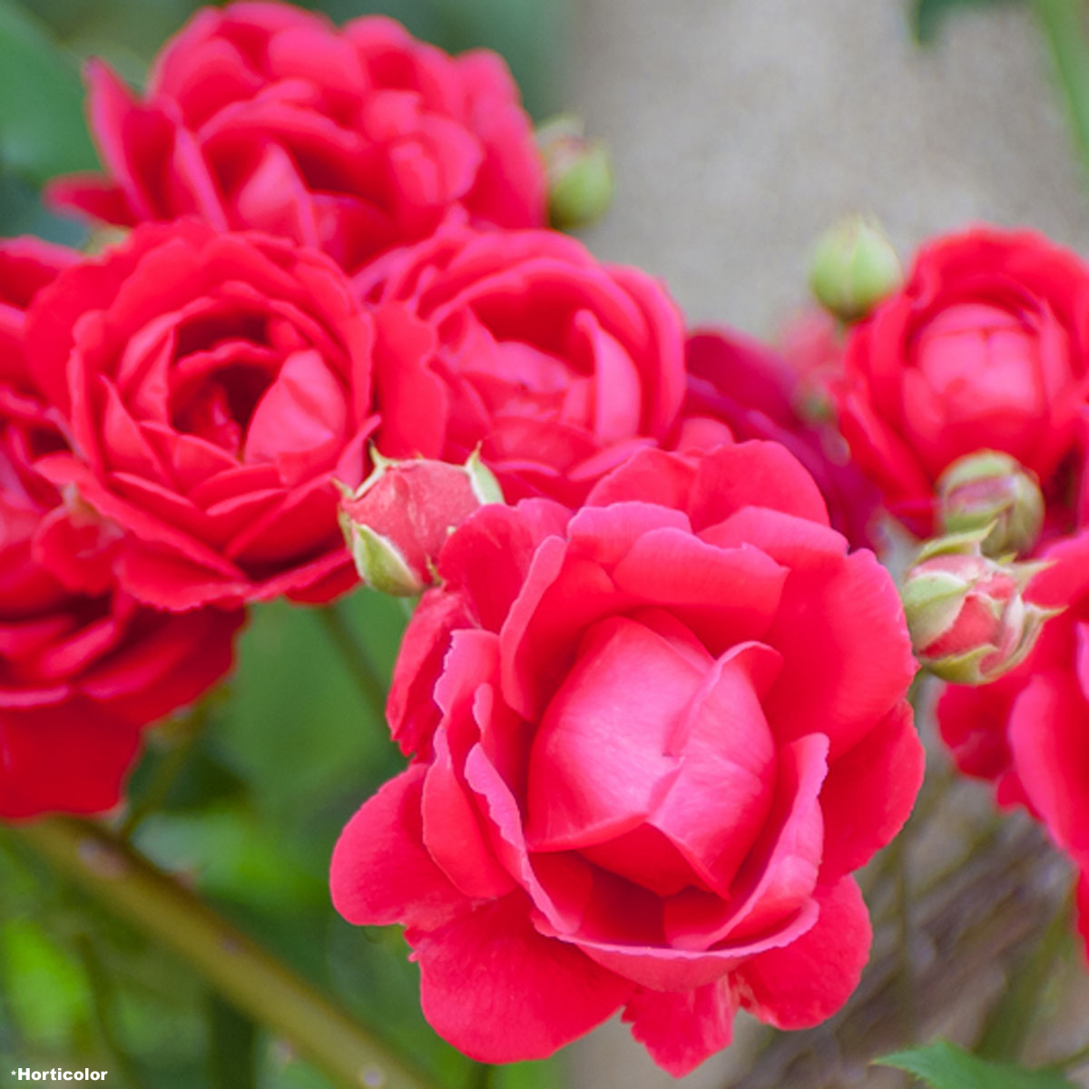 Rosa Pauls Scarlet Climber - Rosier grimpant - Des roses dun joli rouge  cerise.