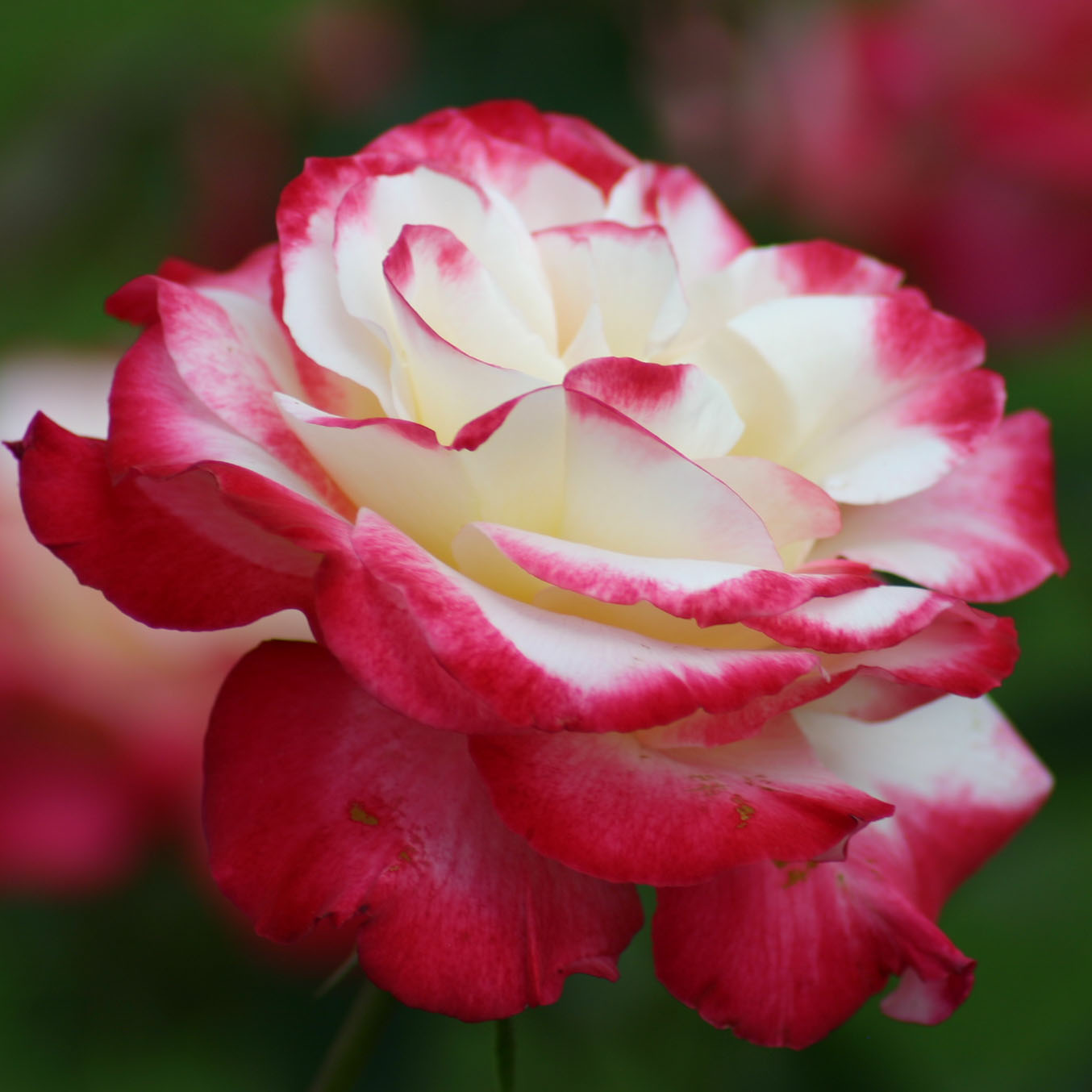 Rosa Double Delight - Rosier buisson puissant, très parfumé, aux larges  roses bicolores rouge au cœur crème, très remontant.