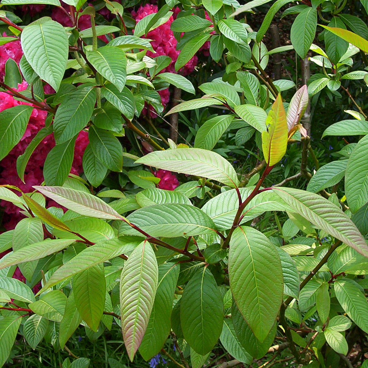 Salix moupinensis - Saule arbustif à feuillage très décoratif, de  croissance lente, pour zones ombragées