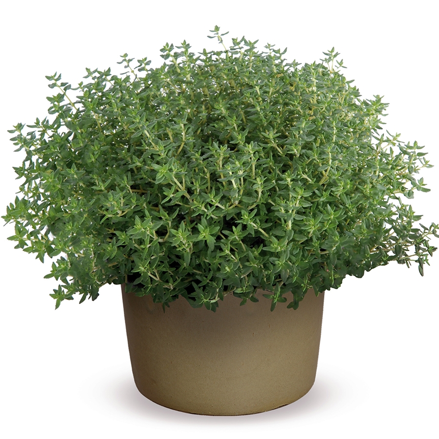 Thym BIO - POT 2L - Gamm vert